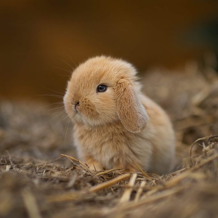 Karzełek teddy mini lop karzełek baranek dowóz z kierowcą