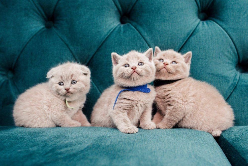 Шотландська дівчинка.