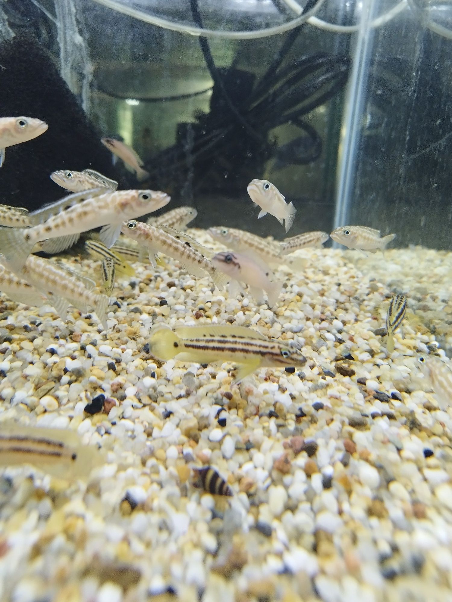 Julidochromis regany malagarasi tanganika