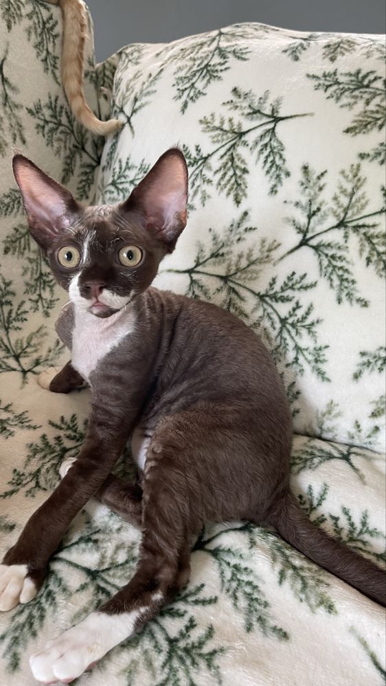Devon rex czekoladowo bialy kocurek, FPL rodowod