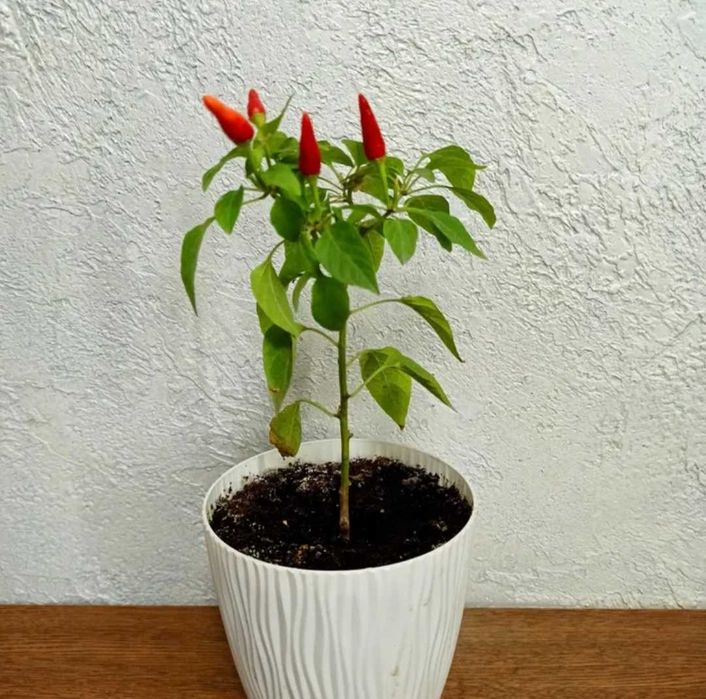 Острый перец, компактный комнатный, семена