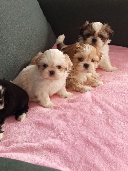 Śliczne dziewczynki shih tzu