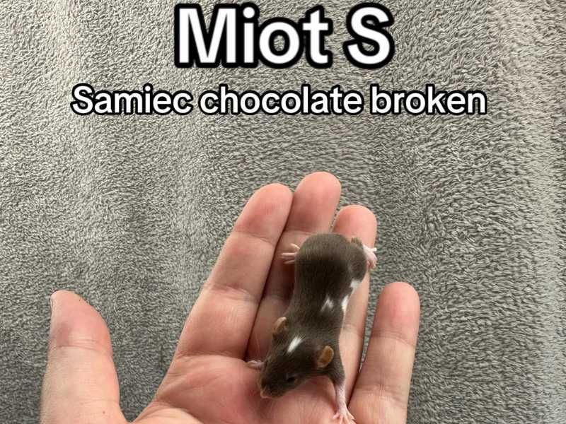 Mysz rasowa, mysz, myszy rasowe, mysz domowa, mysz z rodowodem, myszka