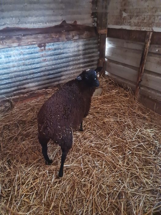 Borrega borrega borrega