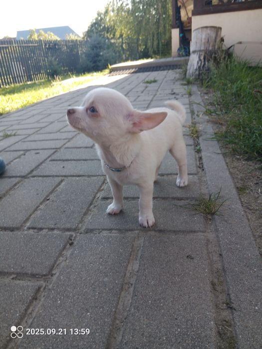 Chihuahua suczka