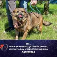 Dell- do adopcji Schronisko Jasionka