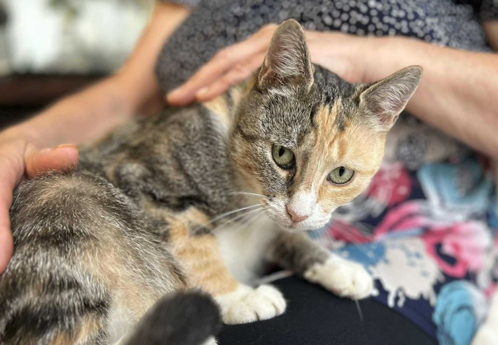 Przepięknie umaszczona kotka tricolor FIV+
