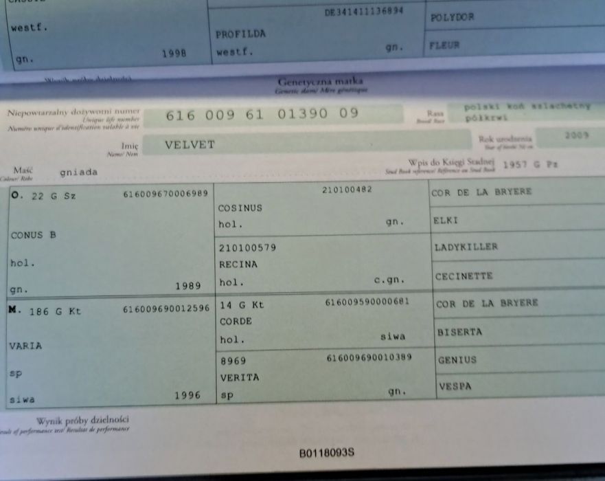 Klacz 6lat dziadek Cornet Obolesky