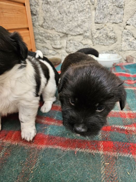 Odam pieski w dobre ręce