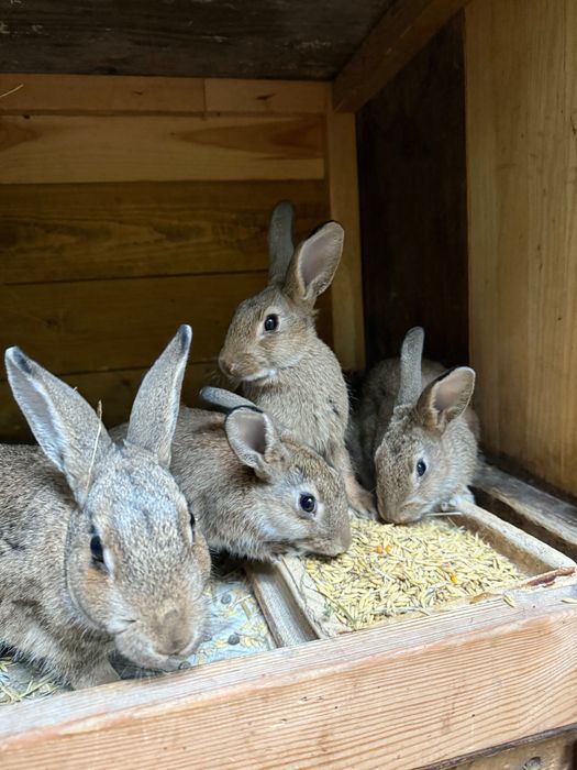 Króliki młode sprzedam