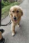 3 letni Golden Retriever szuka domu