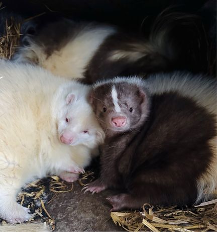 Skunks skunksica kolor czarno biały albinos