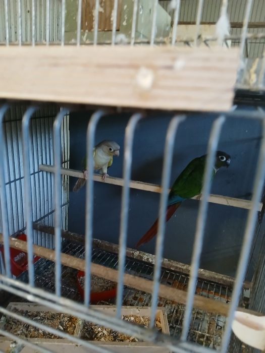 Vende-se 2 casais de pyrruas e várias gaiolas