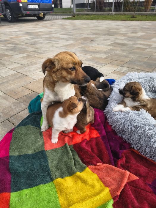 Oddam pieski za darmo