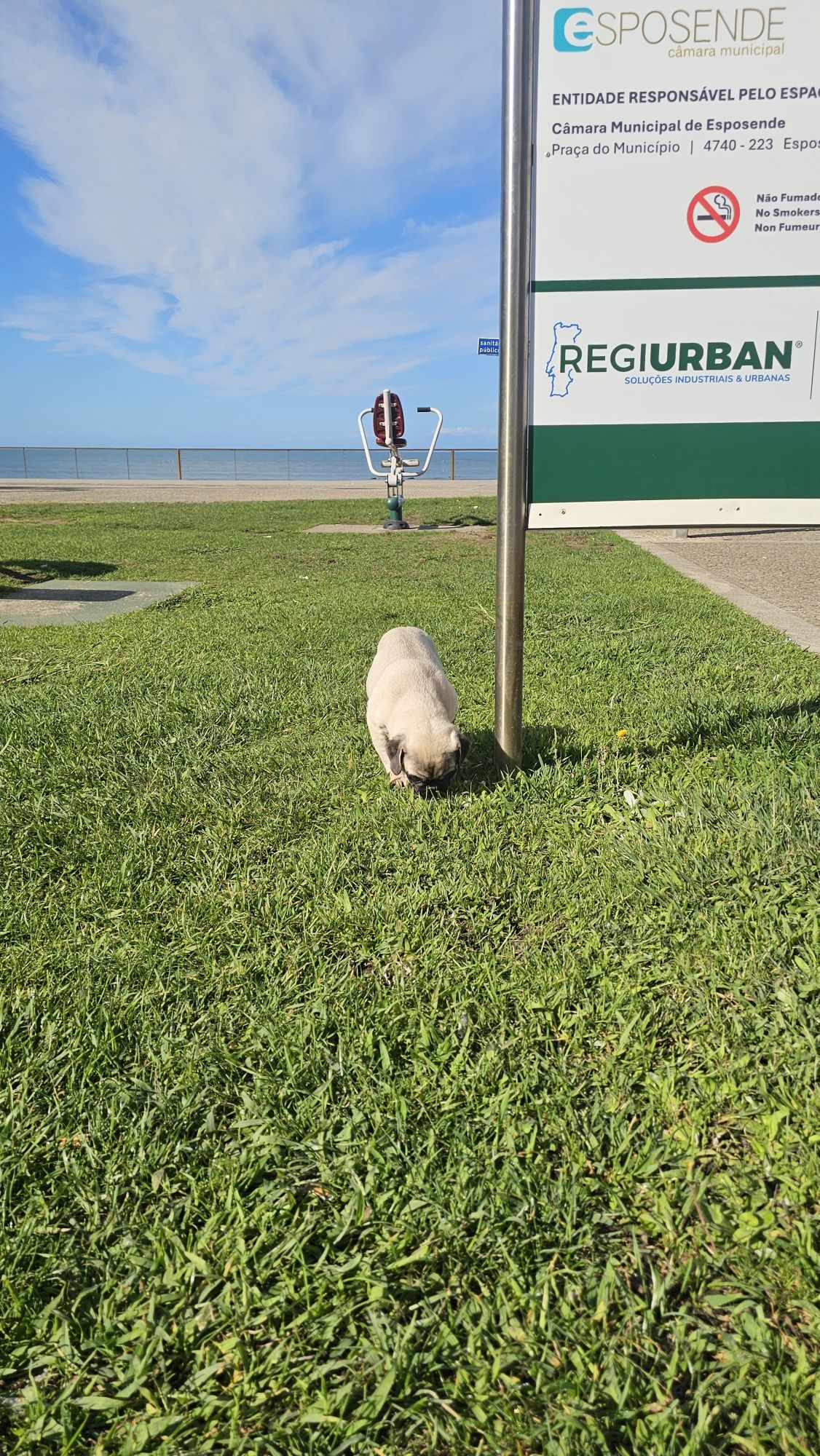 Pug Carlin Macho