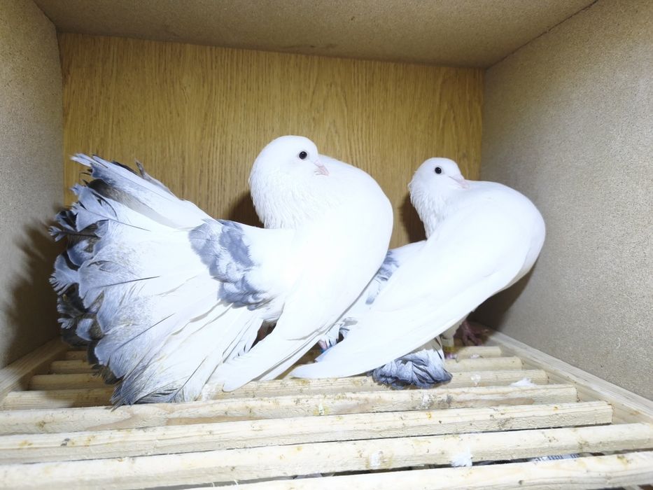 Gołębie pawiki lustrzane para