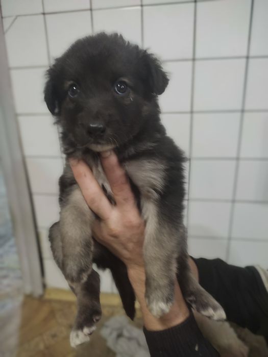 Отдам в добрые руки щенков