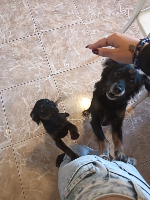 estou a doar dois cães masculinos