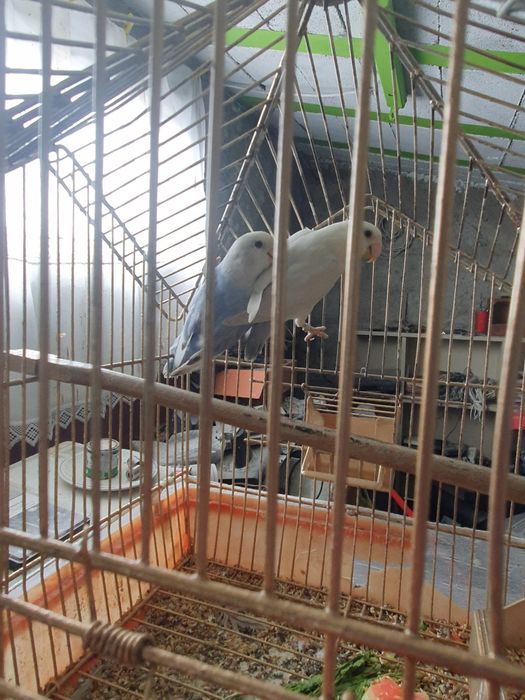 Agapornis Roseicollis casal 2025 com certificado sexagem