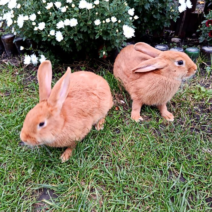 КРОЛІ ТА КРОЛЕНЯТА бургундія, панон 2 міс., 4,5 міс.