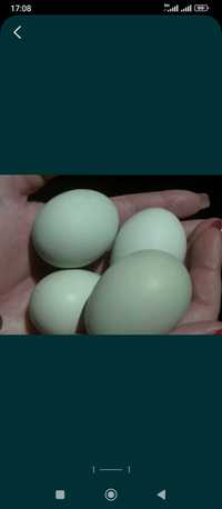 Инкубационные яйца Люкедандзи