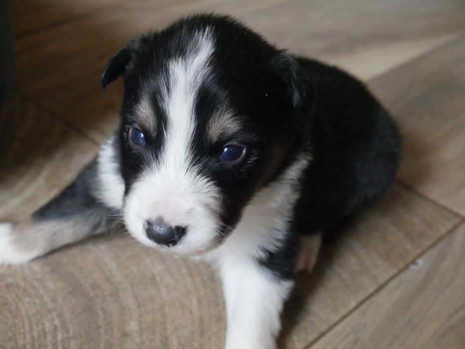 Border collie -TRi COLOR Piesek