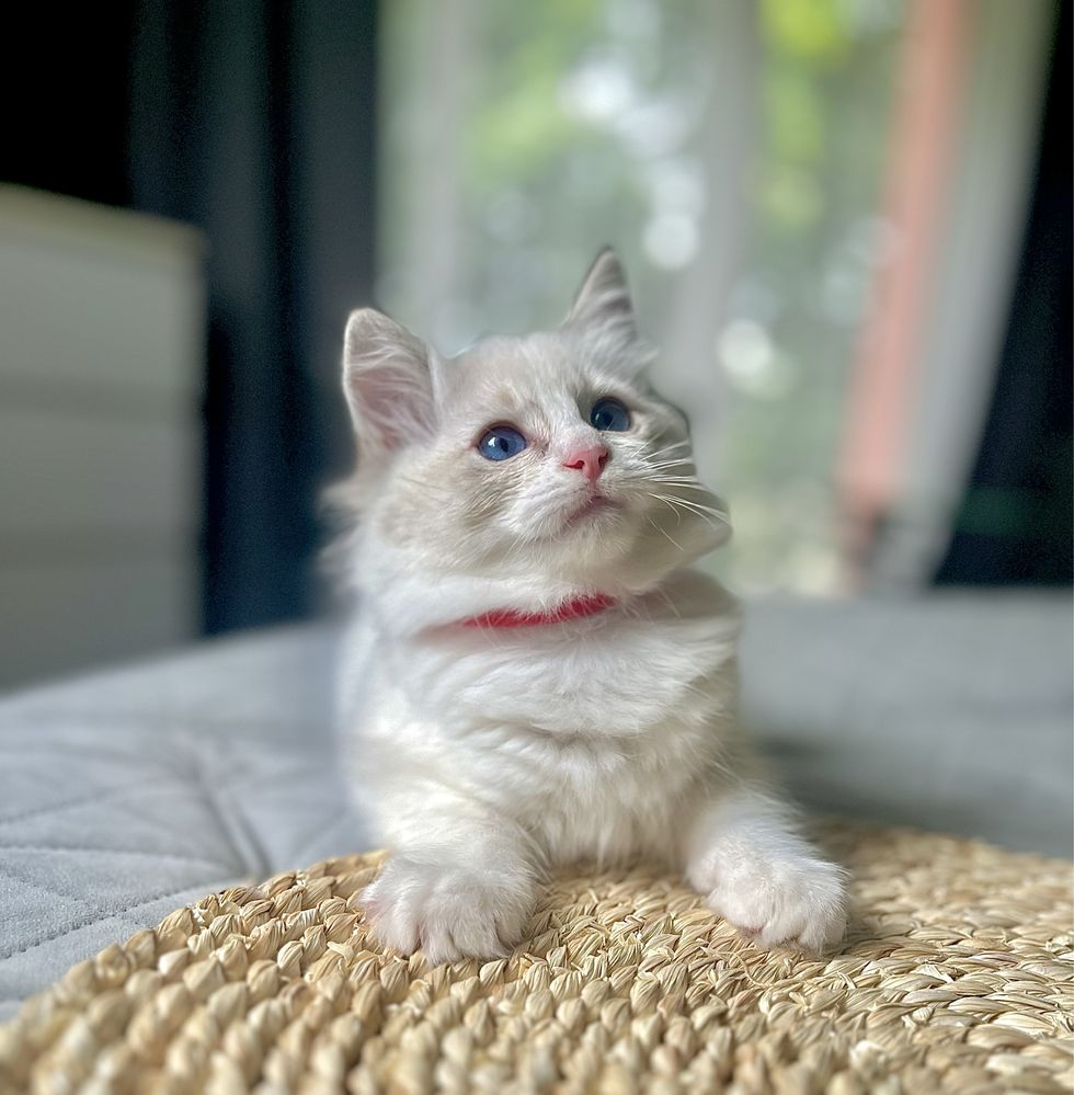 Ragdoll sliczna dziewczynka