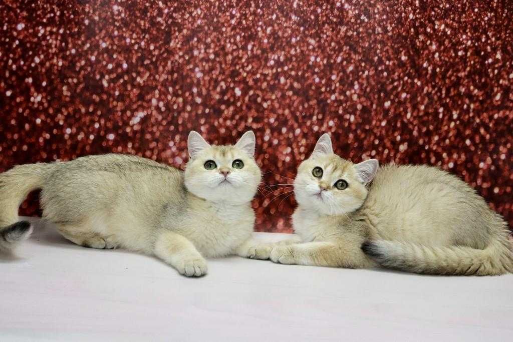 Яскравий симпатичний, милий, лагідний британський котя