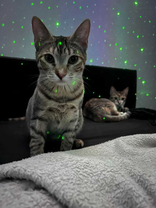 Bebes Femeas para adoção