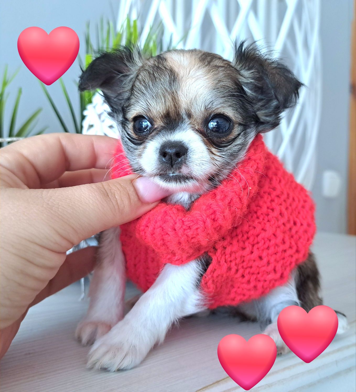 Malusi Franio czeka na swój domek Chihuahua