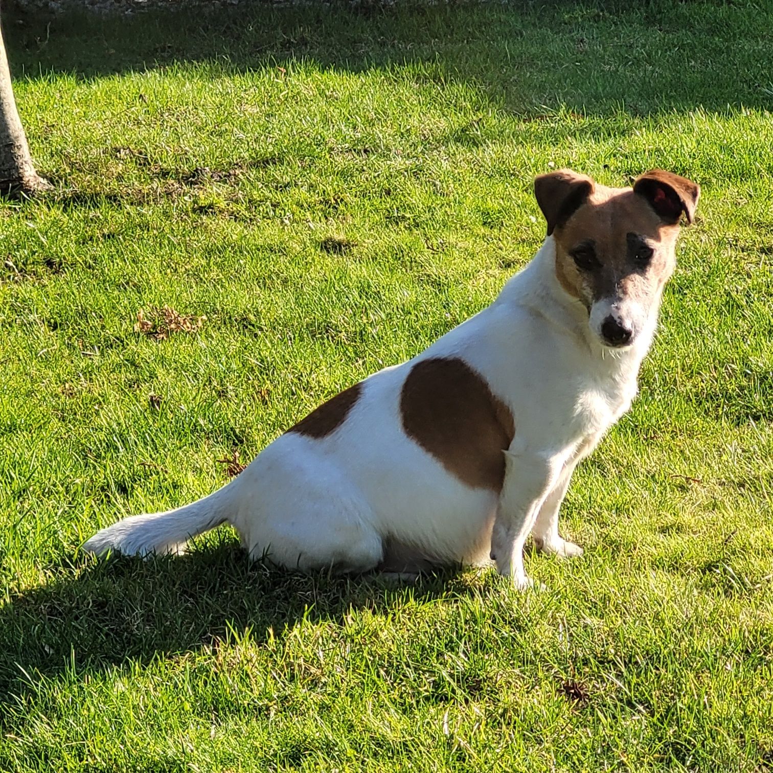 Jack Russell Terrier - gładkowłose z metryką ZKwP