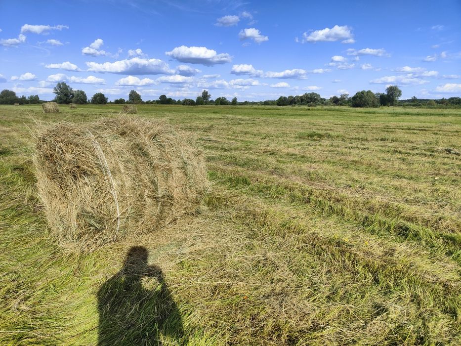 Продам лугове сіно в тюках