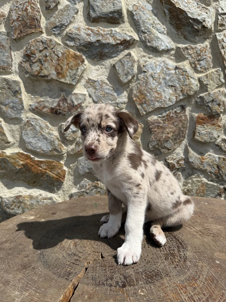 Border collie Merle