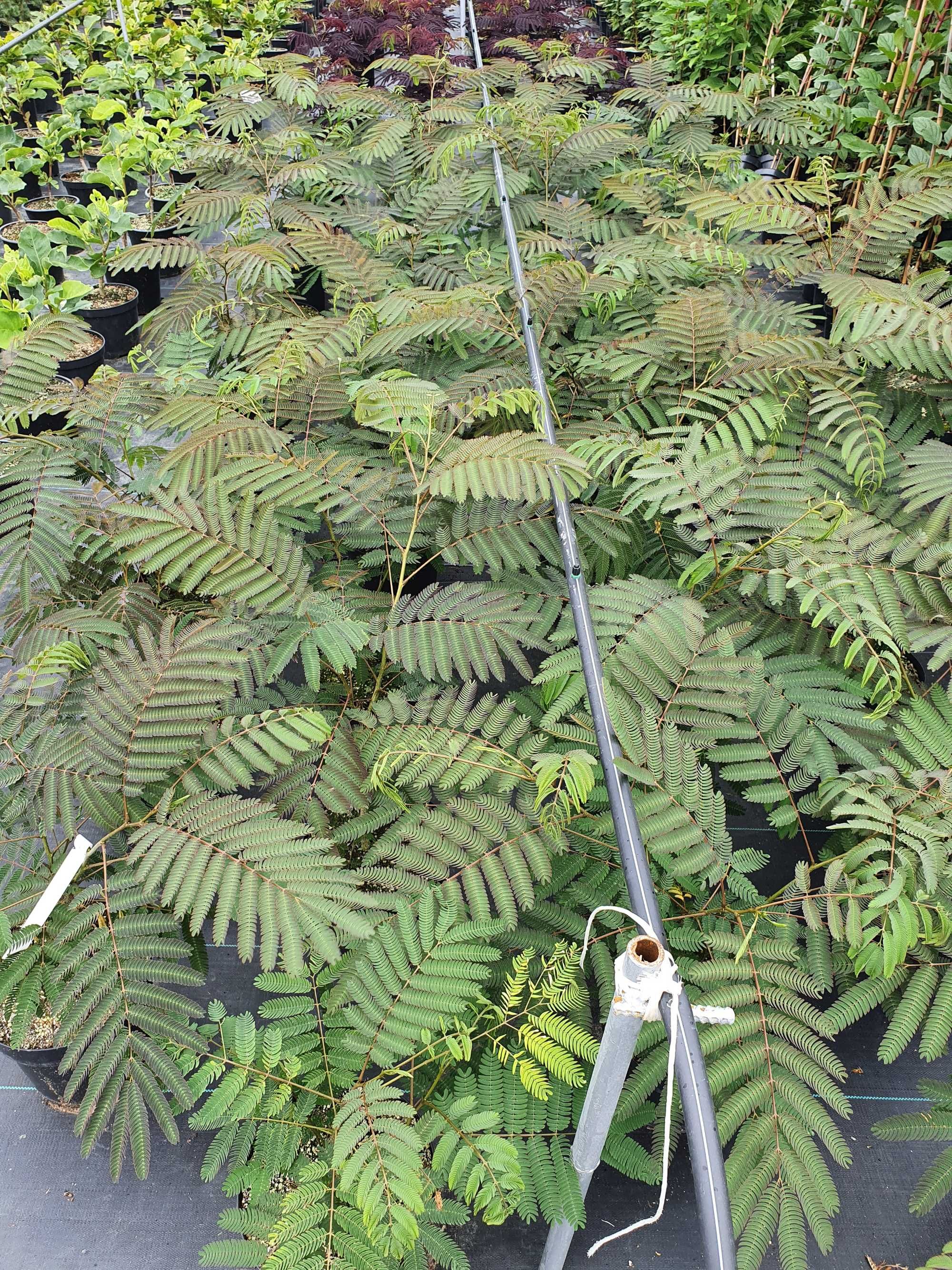 Albicja, Jedwabne drzewko, Albizia, Krzewy ozdobne