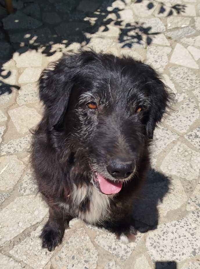 Cães machos para adopção responsável, um é Pastor Alemão