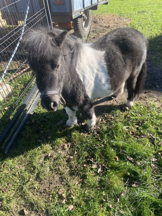 Sprzedam kucyka kucyki ogierek klaczka