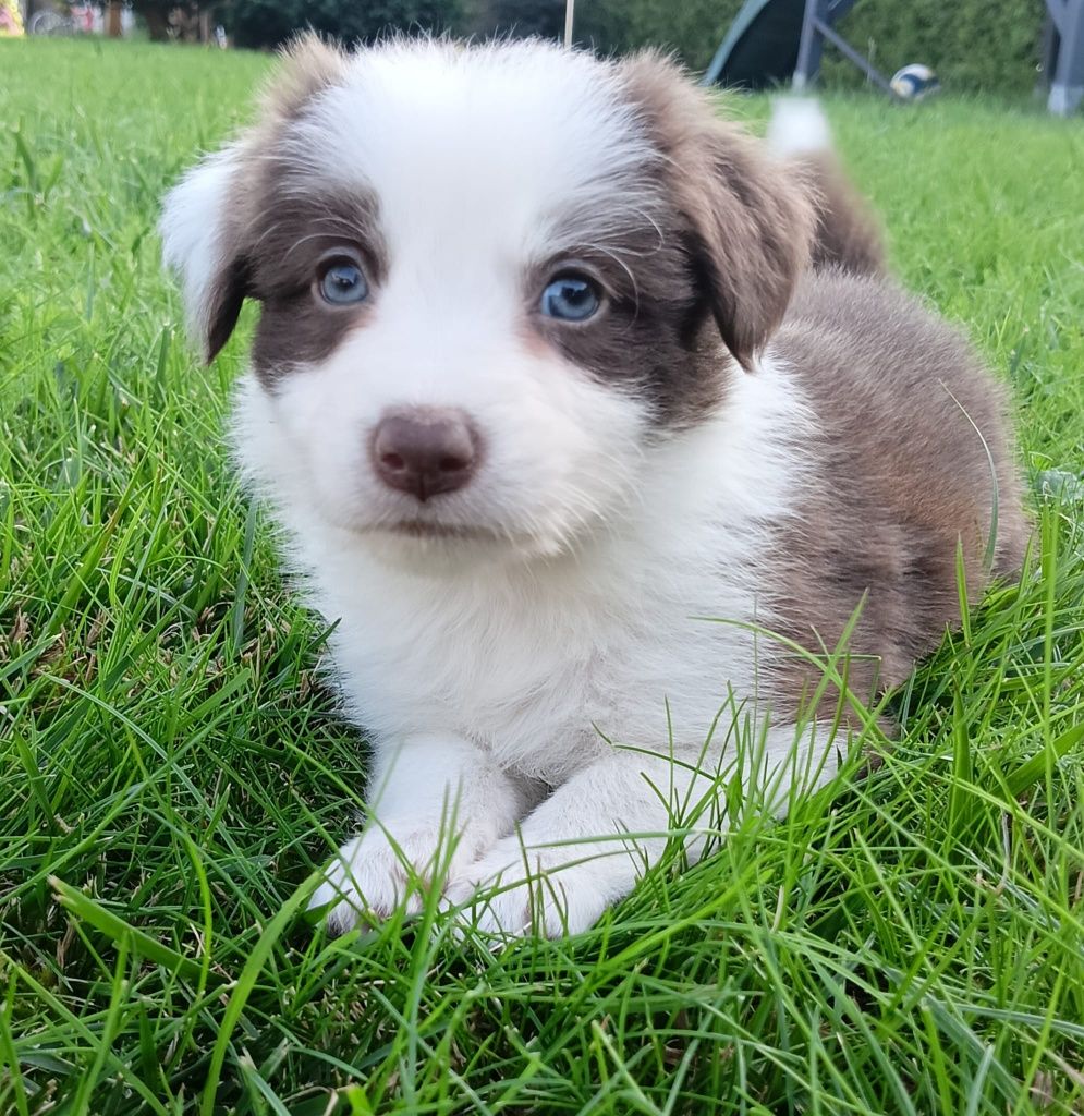 Border Collie Czekoladowo-Biała dziewczynka