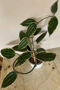 Hoya Macrophylla albomarginata  ukorseniona