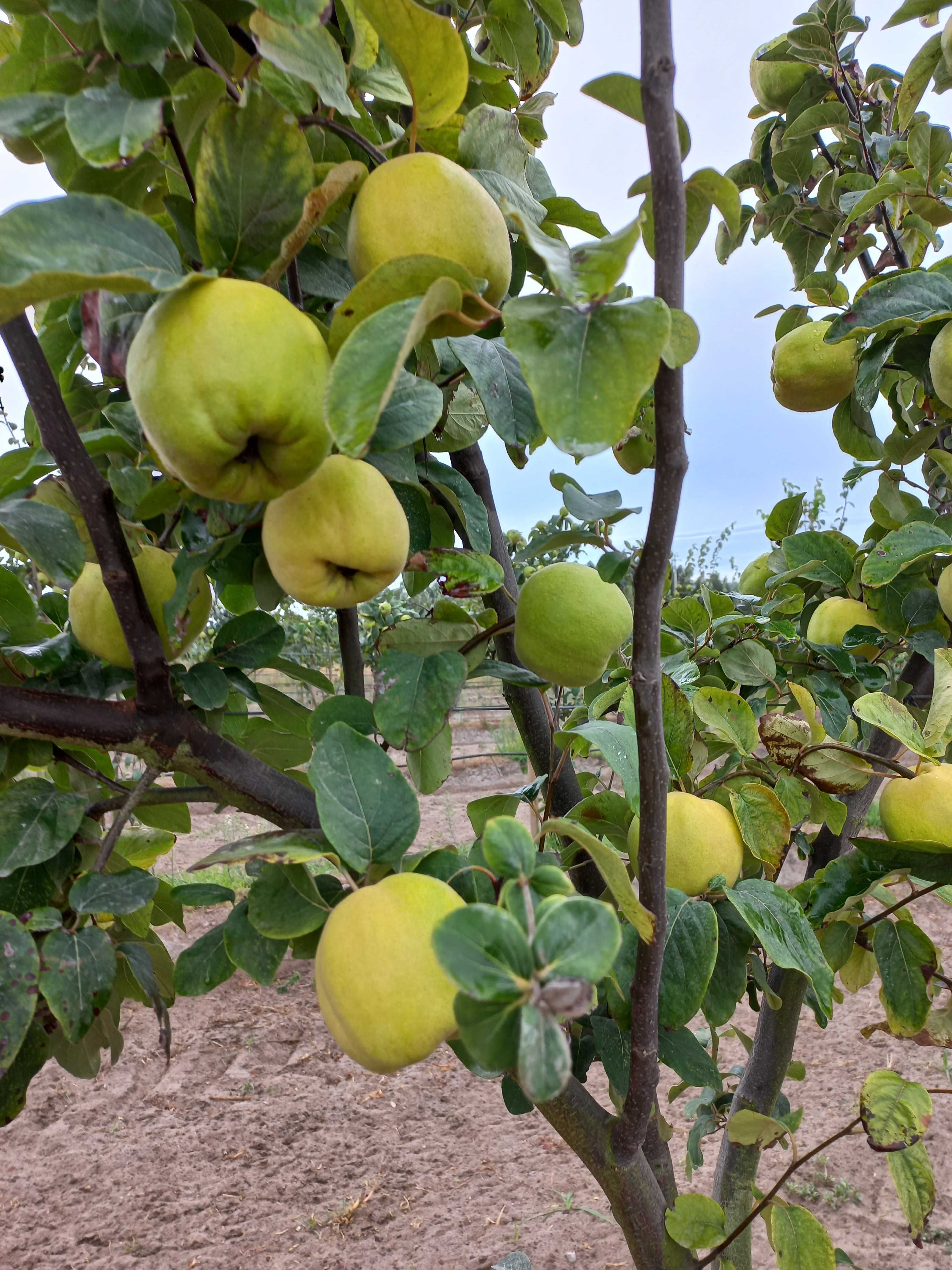 Marmelos de qualidade Extra