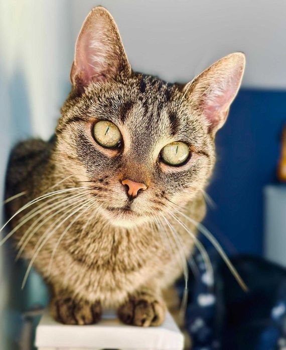 Pyszna Szarlotka tak domowa i słodka to kotka.