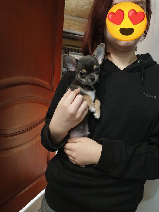 Мінічкі чихуашечки