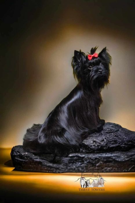 Czarna suczka Yorkshire Terrier, york