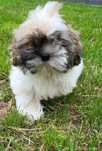 Shih tzu szczeniak Pies