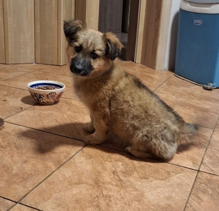 Oddam pieska w dobre ręce