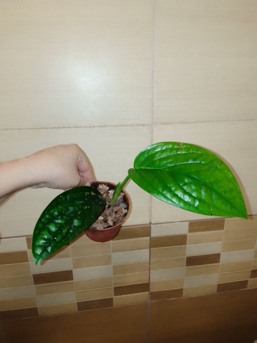 Аглаонема, Еппіпремнум, Епісція, Маранта, Агава