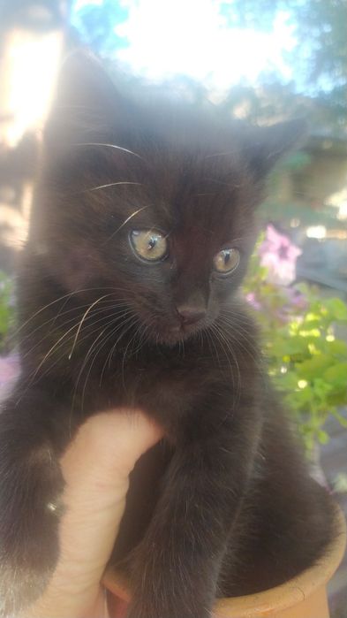 Чорна кішечка-оберіг  2місяці