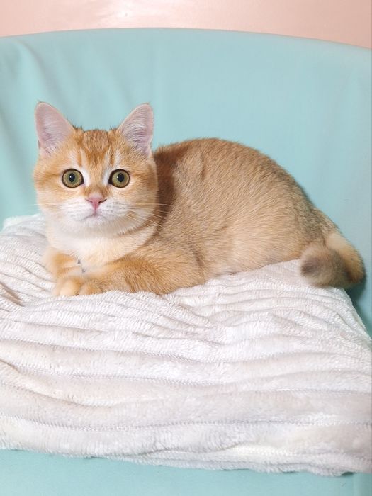 Золота шиншила Bri ny 12.