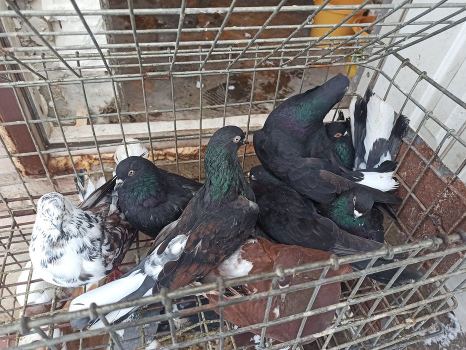 Gołębie Orliki Boki Szaryki