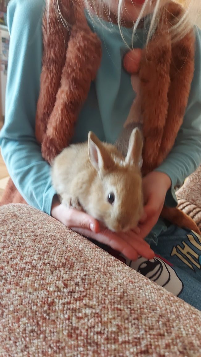 Króliczki miniaturka