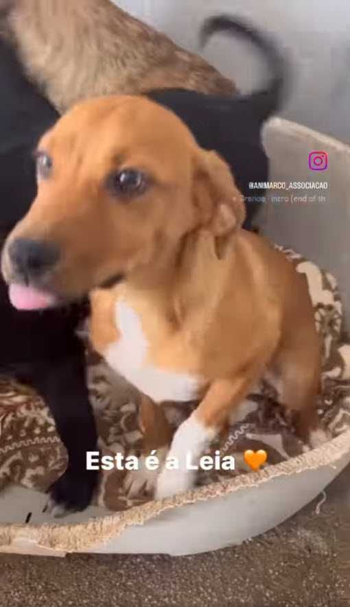 Leia - cadela 6 meses para adoção